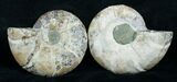Cut & Polished Desmoceras Ammonite - #6325-1